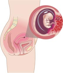 My Pregnancy Symptoms: Week 8