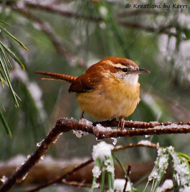 Carolina Wren Song