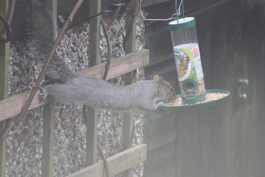 squirrel+stretch.JPG