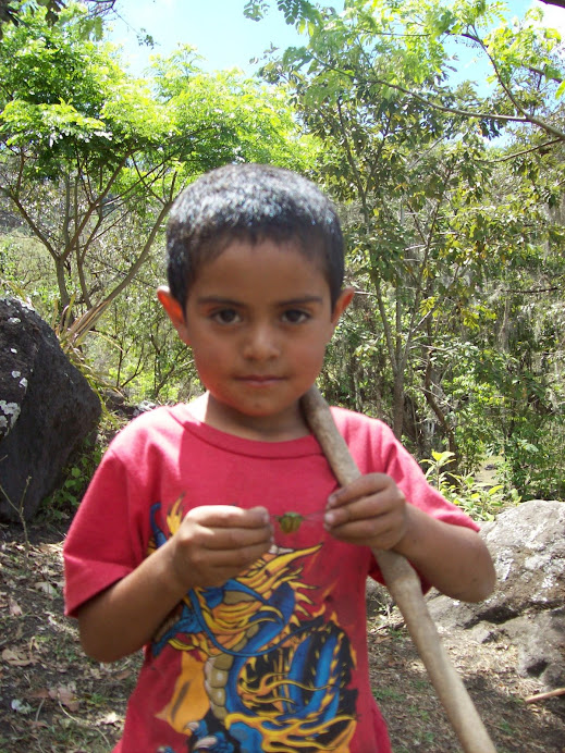 Catching chicharras in Miraflor