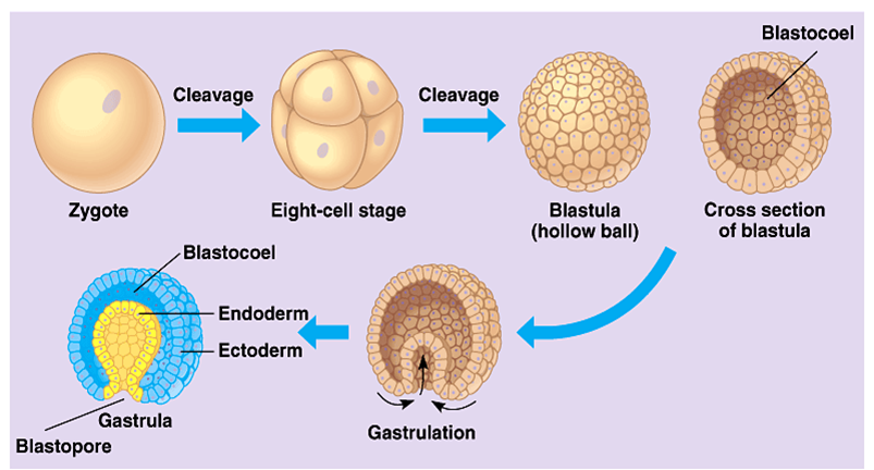 Morula+Blastula Morula Blastula Gastrula F i s i o t e r a p i: g. fertilisasi ...