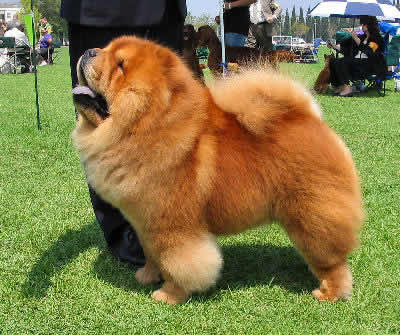 Chow Chows