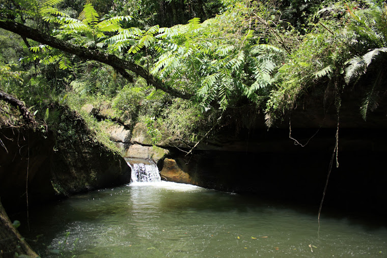 Piscina Natural com Trampolim