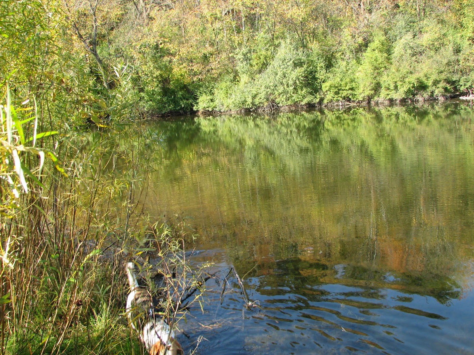 Musings from Illinois Rock Cut State Park 10910