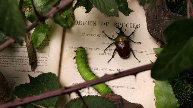 [origin+of+species.jpg]