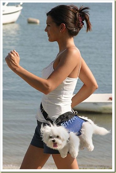 04-funny-animals-dog-bag.jpg