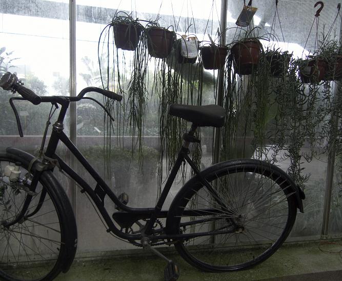 [bikes.jpg]