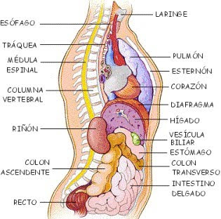 interior del cuerpo humano organos educaci 243 n f 237 sica en la red 211 rganos en el interior del tronco interior del cuerpo humano organos educaci 243 n f 237 sica en la red 211 rganos en el interior del tronco