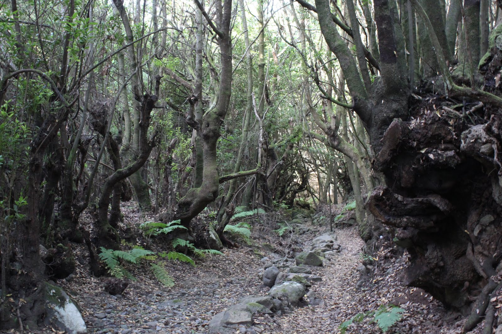 LA PALMA....MI MUNDO LA ZARZA DON PEDRO LA ZARZA.