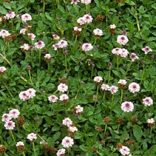 Phyla nodiflora-Turkey Tangle Fogfruit