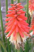 Kniphofia-Tritoma, Red Hot Poker, Torch Lily