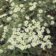 Chamaemelum nobile-Creeping Chamomile