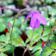 Semiaguilegia ecalcarta-False Columbine