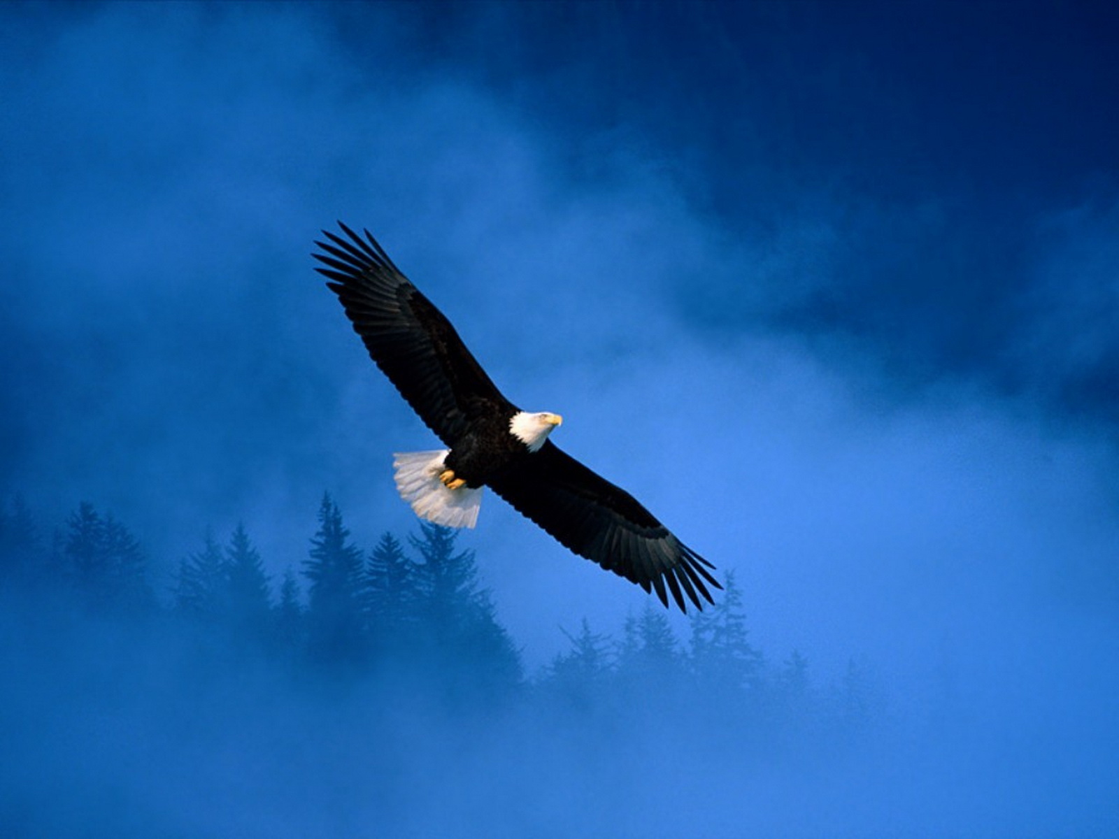 [eagle-fly.jpg]