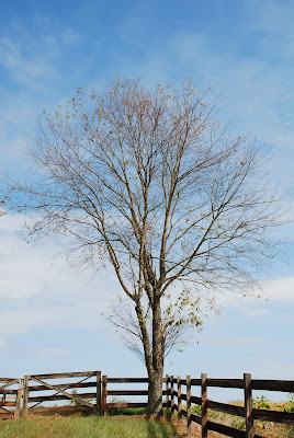 high quality premium nature wallpapers