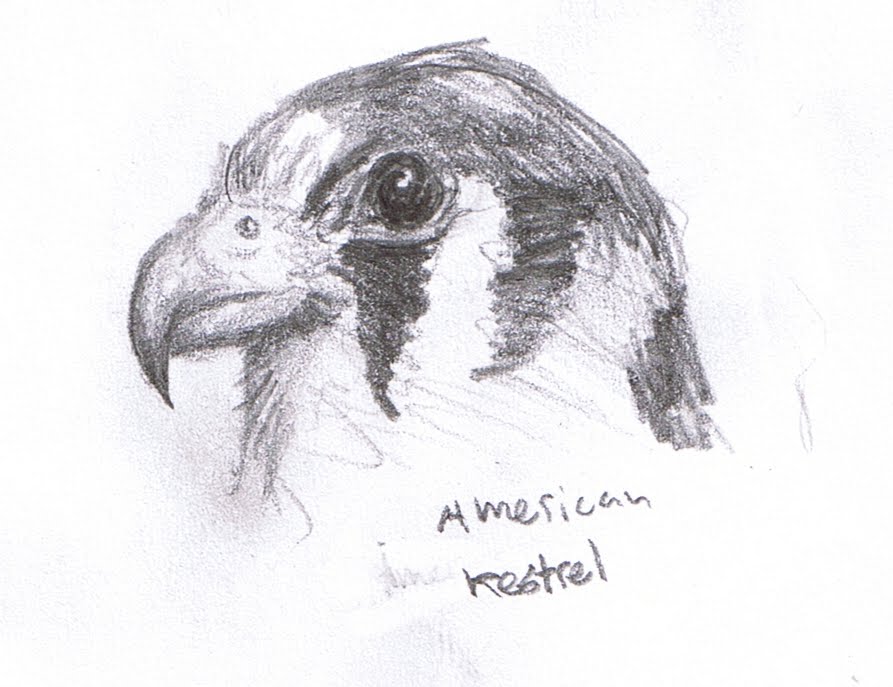 austin b s art