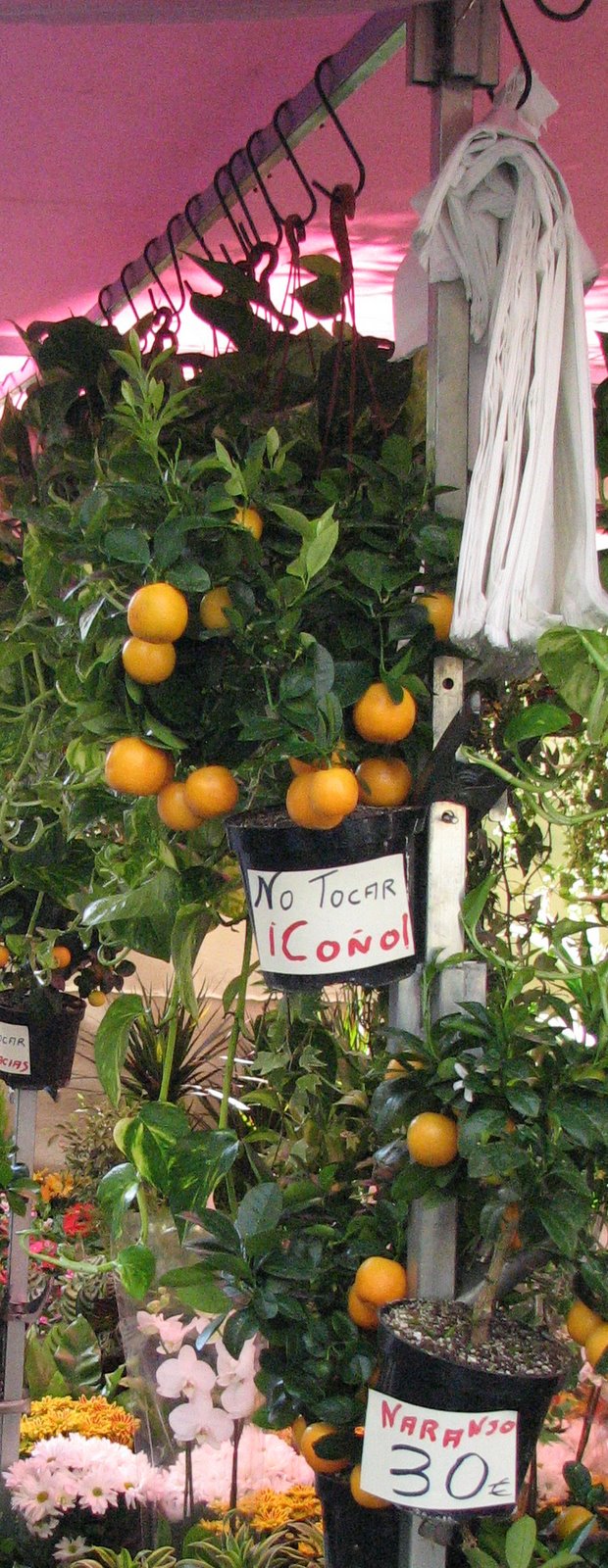 [espanolandia.JPG]