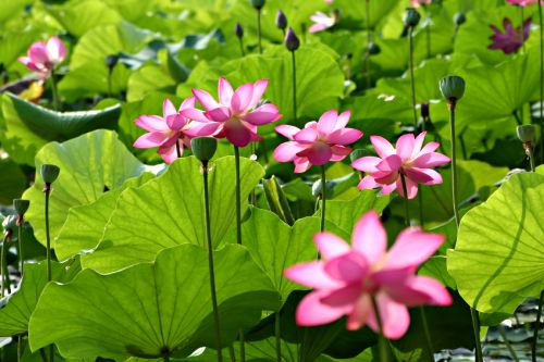 [pond_pink_lity_lotus.jpg]