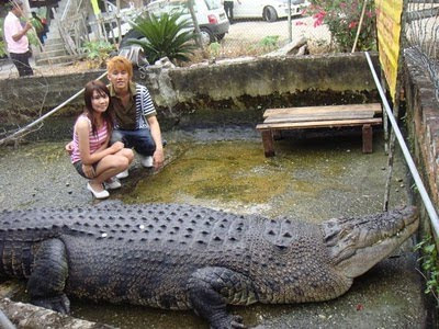 Crocodile