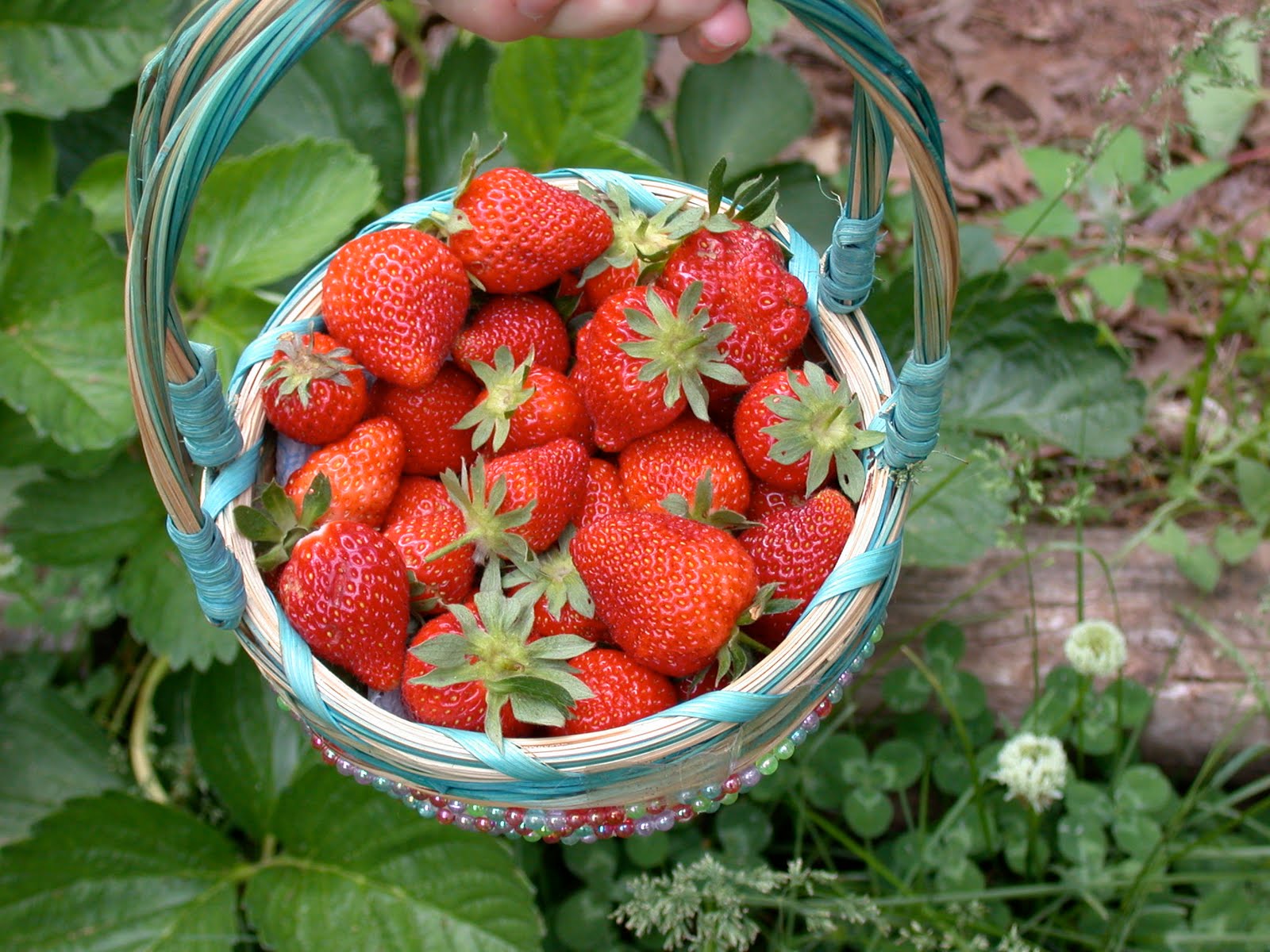 SmallWorld A Basket of Strawberries
