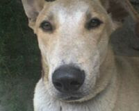 This photo of Kali was taken from ThePetitionSite.com.
