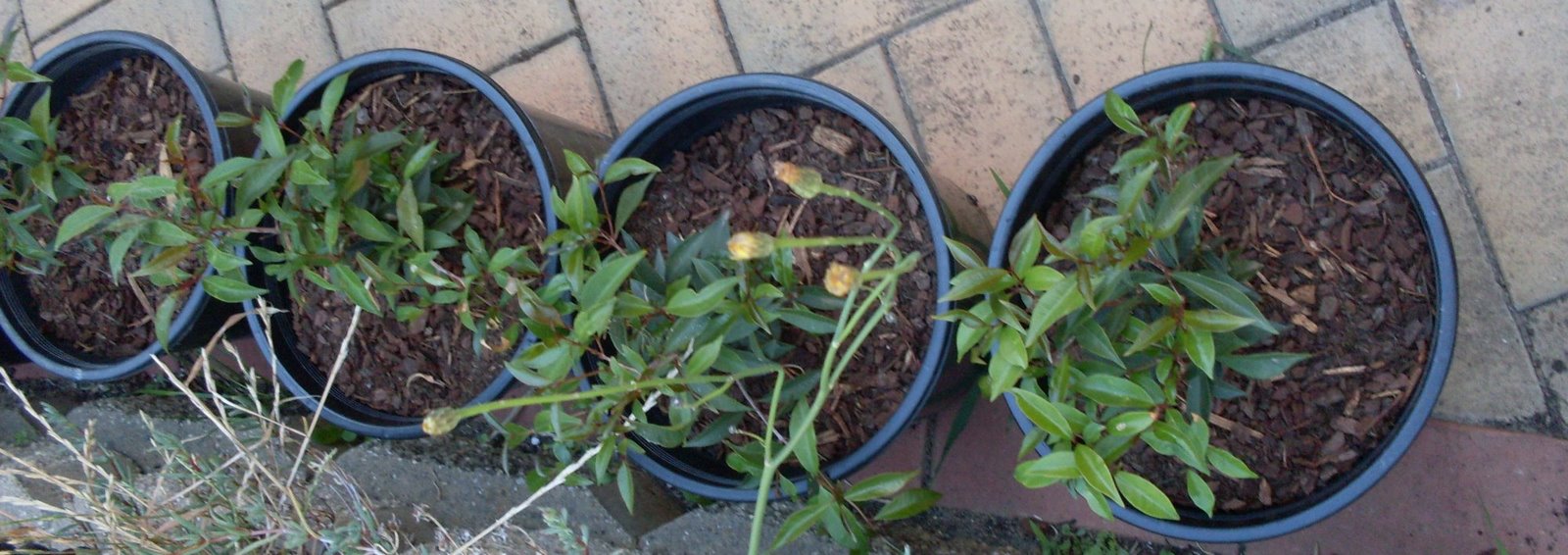 [garden1.JPG]