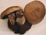 Portabella mushrooms are huge and meaty