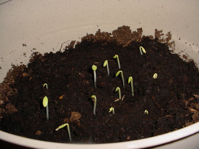[Cucumbers.JPG]