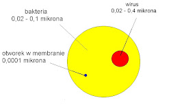 porównanie wielkości