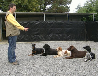 Un adiestrador adiestrando a 5 perros