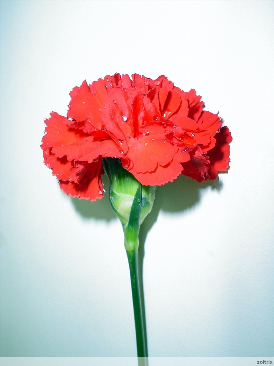 [image_1.jpg]