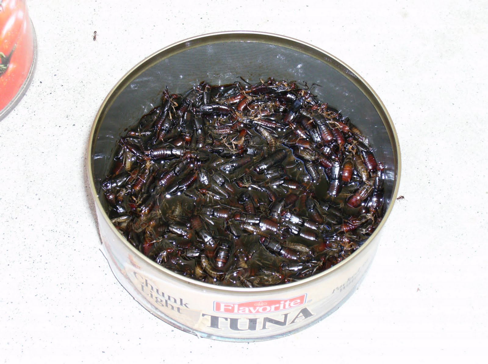 Random Thoughts and Happy Thinking: Earwigs in my garden...