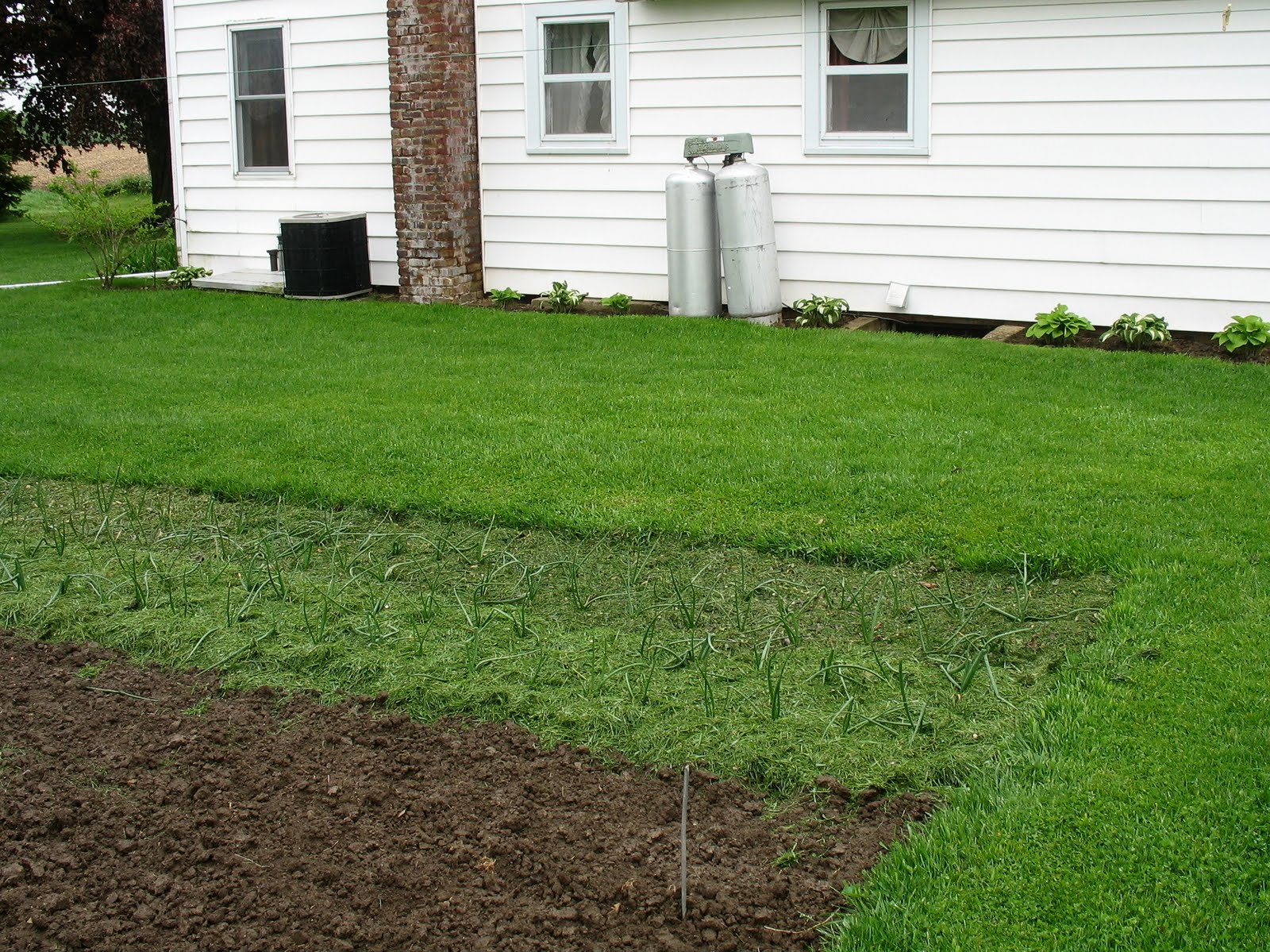 Larrys weed free vegetable garden Mulching onions