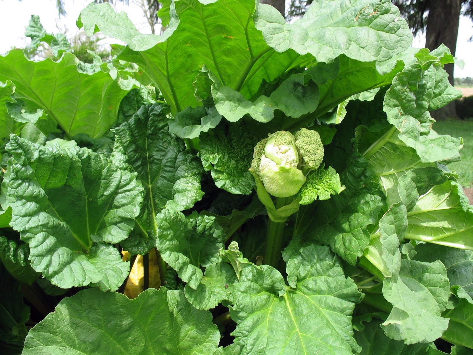 Larrys weed free vegetable garden Rhubarb Seed Stalks
