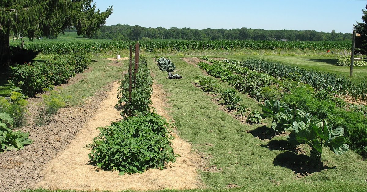 Larrys weed free vegetable garden: Grass Clippings