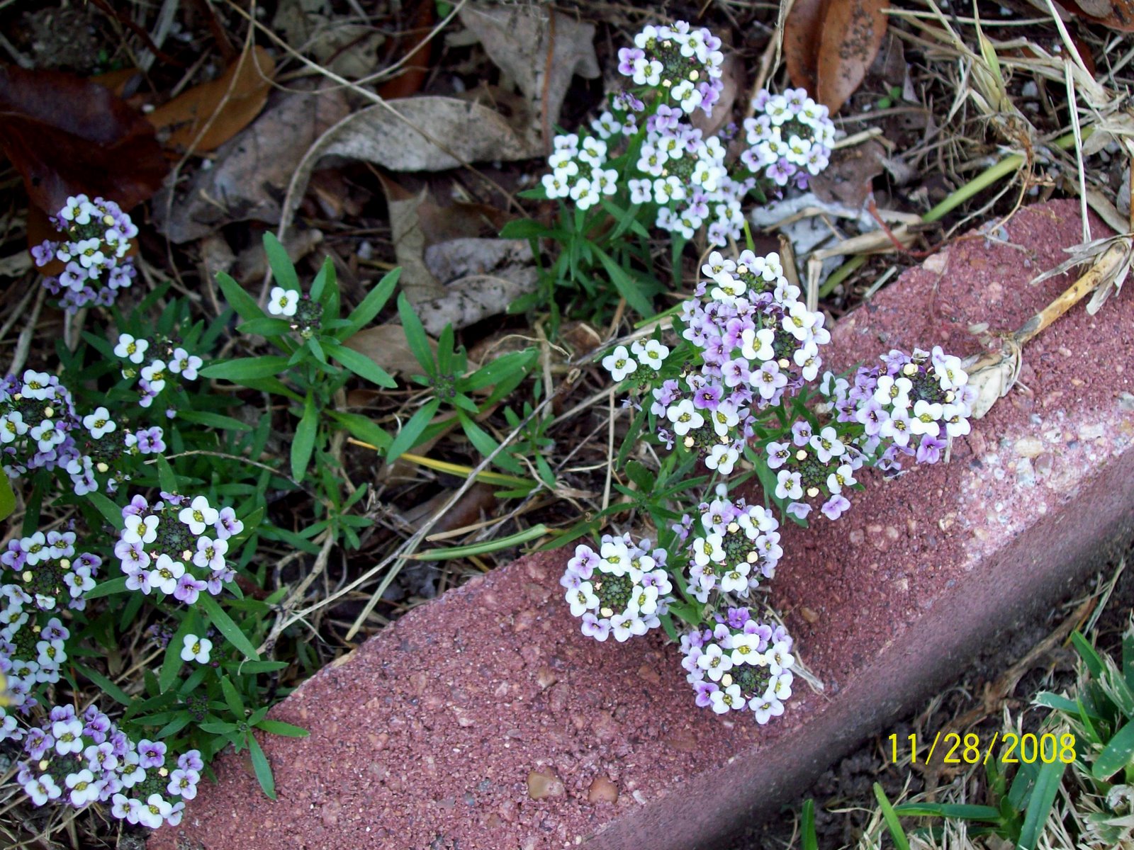 [100_2438-1.JPG]