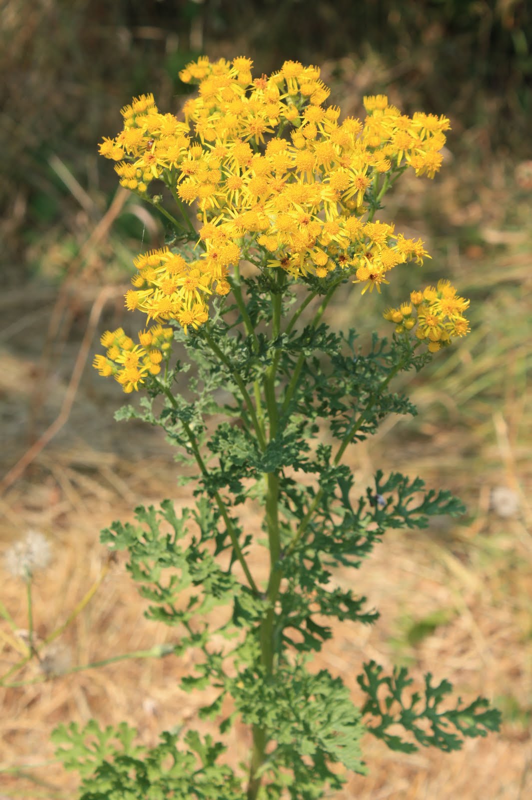 DRAGONFLY HERBALS & REIKI 8/1/10 8/8/10