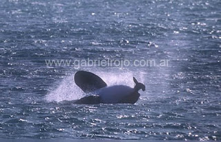 ataque de orca en Punta Norte, fotografía de naturaleza