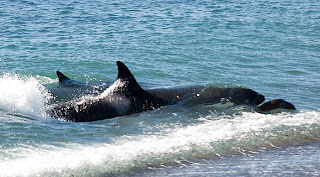 orcas na punta norte
