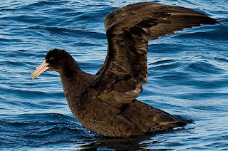 petrel gigante