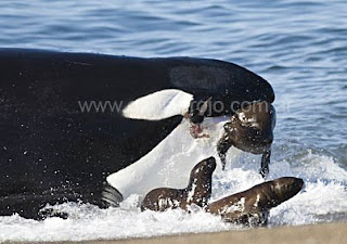 ataque de orca a lobos marinos en Punta Norte Península Valdés, estas imagenes sirven para ilustrar libros de naturaleza y científicos