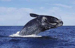 Foto de salto de ballena en Península Valdés