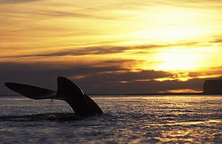 foto de cola de ballena al atardecer en Puerto Pirámides