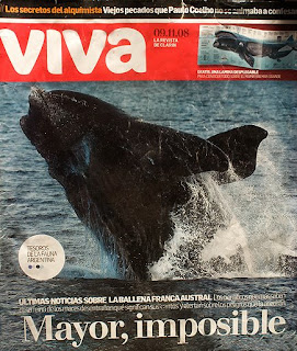 Ballena Franca Austral nota de tapa de Viva