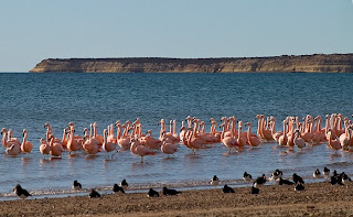 Flamingo in Peninsula Valdes Patagonia Argentina Flamingo in Peninsula Valdes Patagonia Argentina
