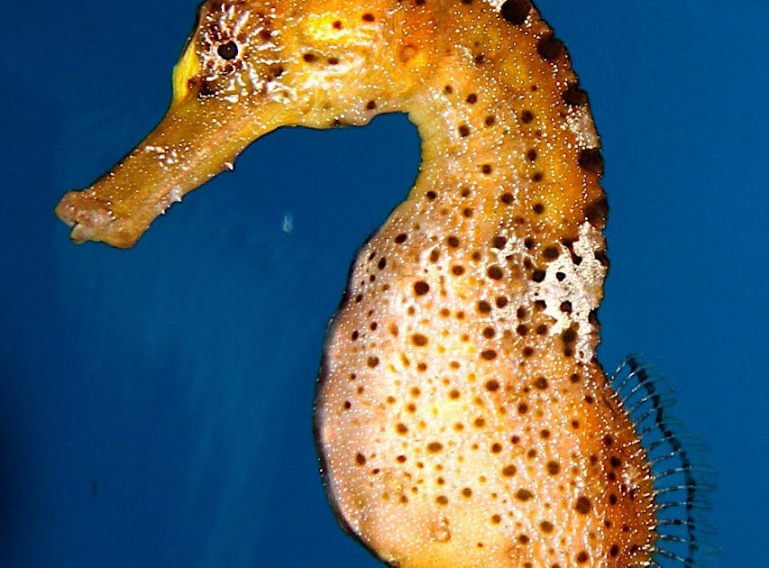 Coos River Dancing Seahorse at Newport Aquarium