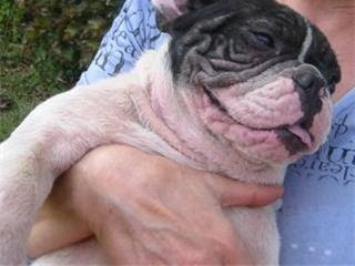 Adotta Un Bull Cesare Isotta Bouledogues Francesi Maschio E Femmina In Lombardia Adottati Cesare E Stato Adottato Grazie Ad Adottaunbull Adotta Un Bull Cesare Isotta Bouledogues Francesi Maschio E Femmina In Lombardia Adottati Cesare E Stato Adottato Grazie Ad Adottaunbull