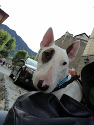 I NOSTRI BULL TERRIER...RIGOROSAMENTE RESCUE :)