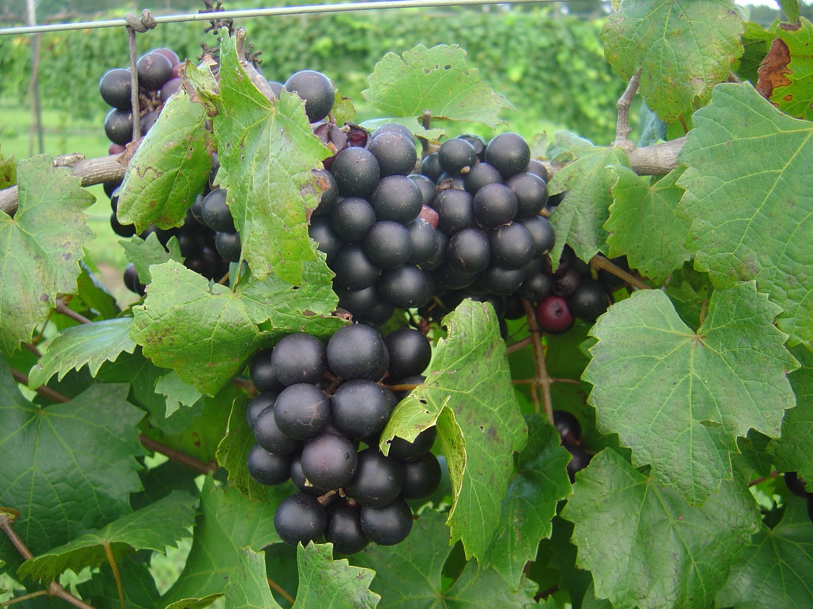 Gardening in Mississippi It�s Muscadine Season