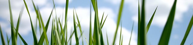 [grass.jpg]